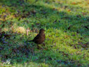 Blackbird – Kos